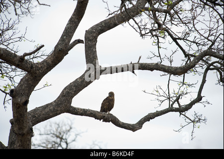 Brown snake-eagle snake eagle sitting on branch tree south-africa Kruger Krüger NP Nationalpark woodland ambience wildlife wild Stock Photo