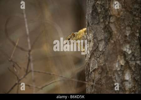 wildlife wild TREE SQUIRREL treesquirrel Paraxerus cepapi south-Africa south africa bush mammal afrika bush woodland animal bush Stock Photo