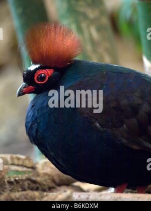 red crowned crested wood partridge roul roul tropical bird in the tropical birds area in the biblical zoo Israel. Stock Photo