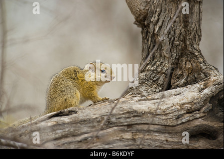 wildlife wild TREE SQUIRREL treesquirrel Paraxerus cepapi south-Africa south africa bush mammal afrika bush woodland animal bush Stock Photo