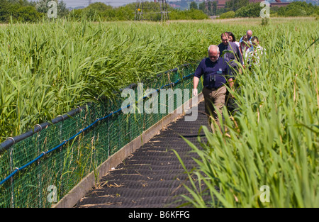 Loating Reed Beds Floating pontoon walkway crossing reed beds at Newport Wetlands Stock ...