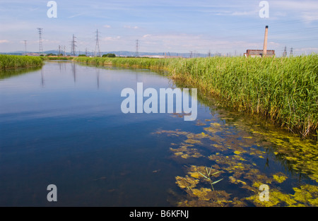 Lagoon and reed beds with power lines at Newport Wetlands National Nature Reserve South Wales UK Stock Photo