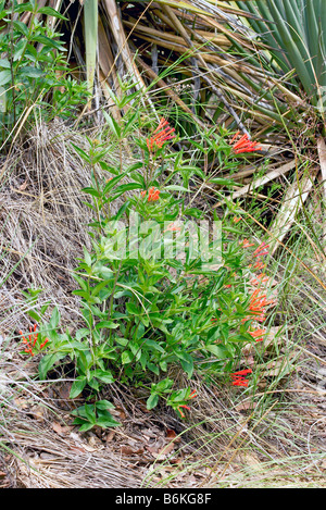 Smooth Bouvardia Bouvardia glaberrima Stock Photo