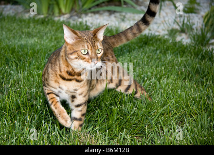 Young Bengal Kitten stalking towards the camera in short grass Stock Photo
