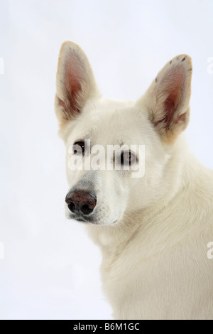 White Swiss Shepherd Dog Berger de Swisse Stock Photo