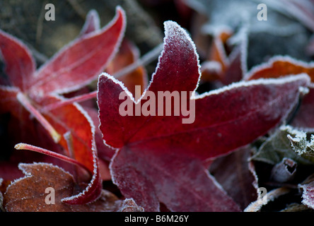 Close up of fallen frosted leaves of Liquidambar styraciflua palo alto Stock Photo
