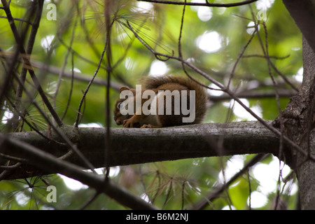 Squirrel in tree at Walden Pond Concord MA Massachusetts New England USA United States of America Stock Photo