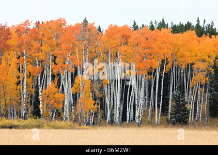 Aspen trees golden in autumn color, near Rt. 89/287 and Arizona Island, Grand Teton National Park, Wyoming, USA Stock Photo