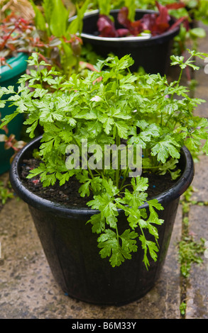 Parsley being grown in builder bucket in small urban garden UK Stock Photo