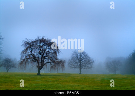 Trees In A Field On A Foggy Day Stock Photo