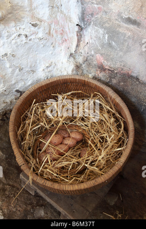 Close up of a wicker basket of brown freshly laid eggs in amongst the straw Stock Photo