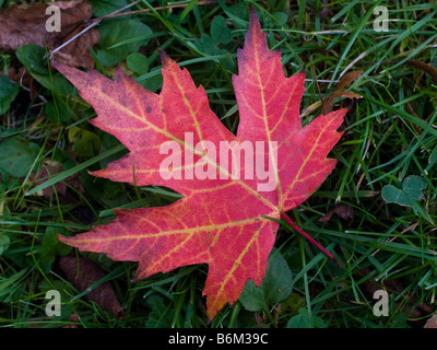 A single maple leaf on a green lawn. Stock Photo