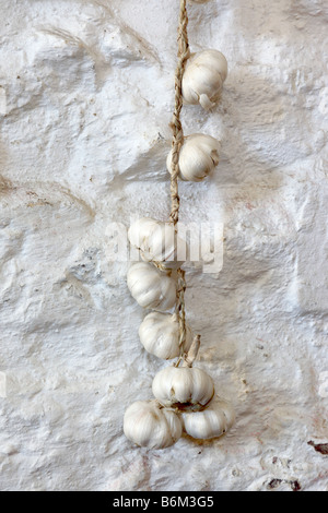 Close up of Garlic bulbs tied on a string hanging against a white painted wall Stock Photo