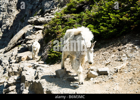 Nanny Mountain Goat and Kid along Highline Trail in Glacier National ...