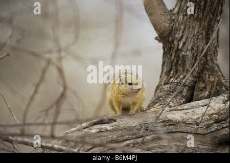 wildlife wild TREE SQUIRREL treesquirrel Paraxerus cepapi south-Africa south africa bush mammal afrika bush woodland animal bush Stock Photo