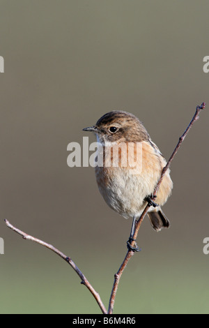 Female Stonechat Saxicola torquata perched looking alert Potton Bedfordshire Stock Photo