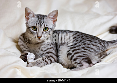 Egyptian Mau kitten portrait Stock Photo