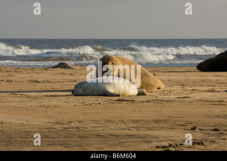 Grey Seal ( Halichoerus grypus ) Adult and Pup on the Beach at Donna Nook, Lincolnshire, UK Stock Photo