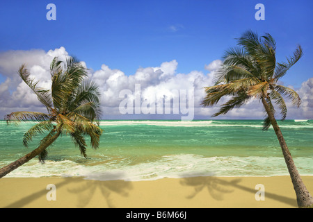 Palm Trees Hanging Over a Sandy White Beach with Stunning Turquoise Waters in Hawaii Stock Photo
