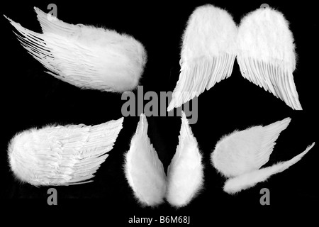 Many Angles of White Guardian Angel Wings Isolated on Black Easily Extracted Stock Photo