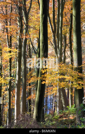 Autumn beech woods near Fewston Reservoir, Yorkshire Stock Photo