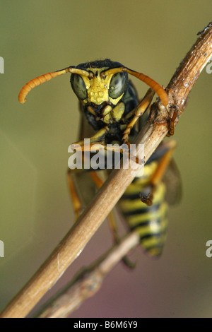 Polistes dominulus - European paper wasp Stock Photo