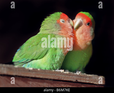 Two Peach Faced Lovebirds (Agarpornis roseicollis) Kissing Stock Photo