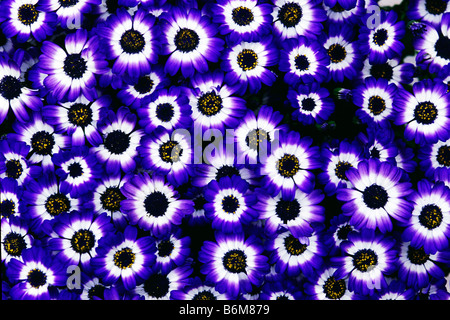 CINERARIA SENECIO CRUENTUS IN THE CIRCEO NATIONAL PARK ITALY Stock Photo