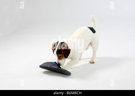 Jack Russell Terrier with slipper Stock Photo