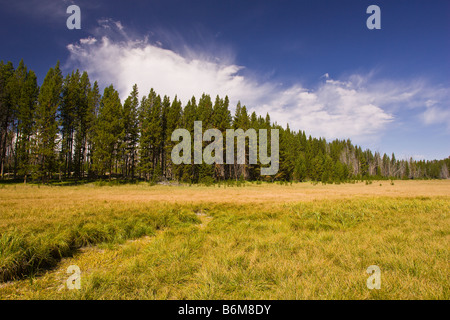 YELLOWSTONE NATIONAL PARK WYOMING USA - meadow in Riddle Lake area
