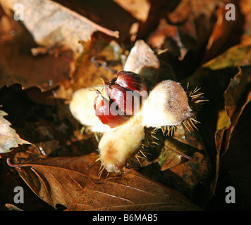 Sweet Chestnuts (Castanea sativa, family Fagaceae) opening out from their spiky shell case on a bed of leaves Stock Photo