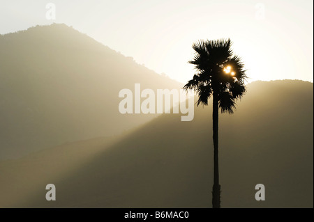 Silhouette of a Palmyra Palm tree against the sunrise in the Indian countryside Stock Photo