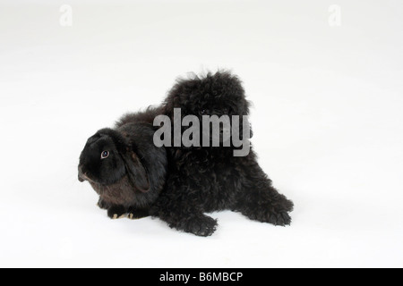 Miniature Poodle puppy 5 month black and Netherlands Lop eared Dwarf Rabbit black Domestic Rabbit Stock Photo