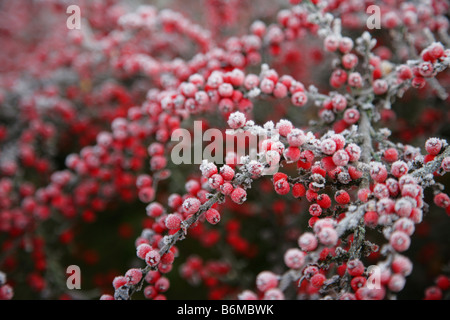 Cotoneaster berries covered in frost Stock Photo