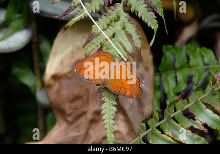 The Angled Castor Butterfly on leaf with natural green background ...