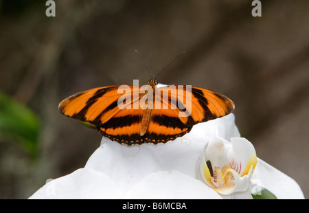 Banded Orange butterfly Dryadula phaetusa on flower photographed in captivity Stock Photo