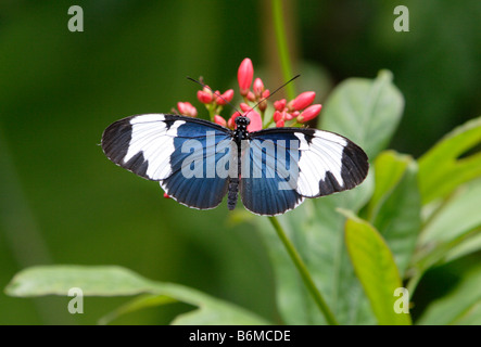 Cydno Longwing butterfly Heliconius cydno on flower photographed in captivity Stock Photo