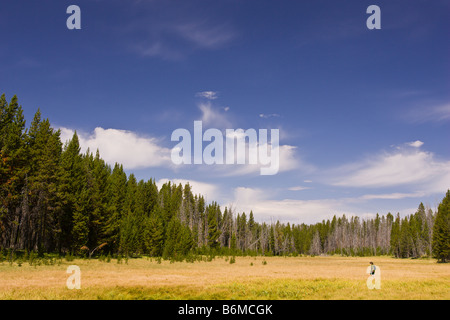 YELLOWSTONE NATIONAL PARK, WYOMING, USA - Boy hikes across meadow Riddle Lake area. MR