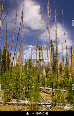 YELLOWSTONE NATIONAL PARK WYOMING USA - Forest in Riddle Lake area