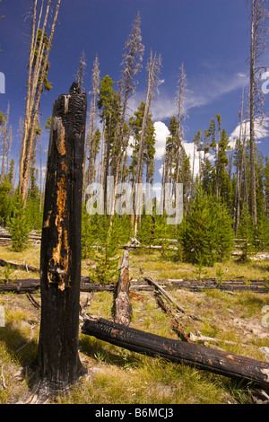 YELLOWSTONE NATIONAL PARK WYOMING USA - Charred tree stump in forest in the Riddle Lake area