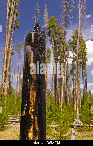 YELLOWSTONE NATIONAL PARK WYOMING USA - Charred tree stump in forest in the Riddle Lake area