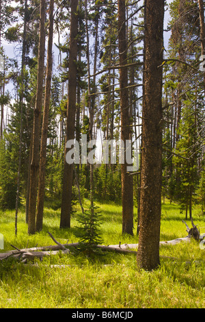 YELLOWSTONE NATIONAL PARK WYOMING USA Riddle Lake area