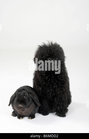 Miniature Poodle puppy 5 month black and Netherlands Lop eared Dwarf Rabbit black Domestic Rabbit Stock Photo