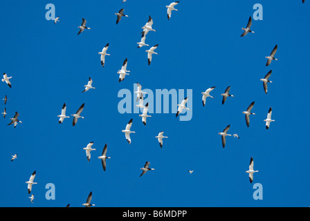 Snow geese (Anser caerulescens caerulescens) in flight Stock Photo