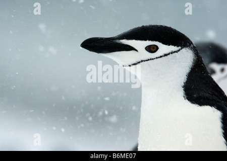 Close-up horizontal portrait of a Chinstrap Penguin in a snowstorm in South Orkney Islands of Antarctica.