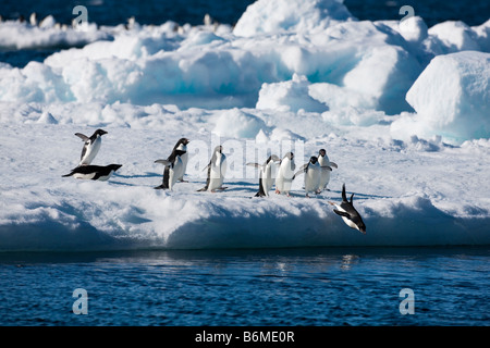 Group Adelie Penguins diving off blue iceberg reflection in water freeze action penguins running wings up Antarctic Peninsula snow sunshine blue water Stock Photo