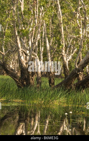 Swamp Paperbark (Melaleuca rhaphiophylla) fringes Tebletop Swamp Wetland marked high water level Lichfield National Park Au Stock Photo