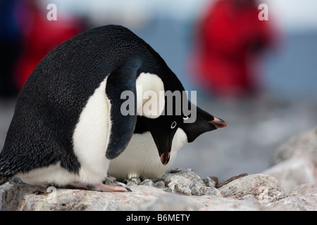 Breeding pair of Adelie penguins Pygoscelis adeliae on  