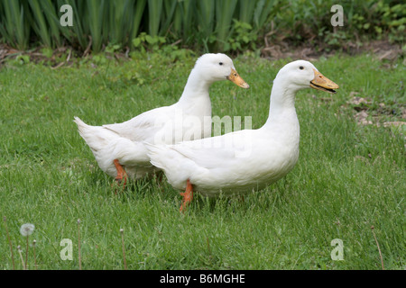 Male and female white pekin ducks Stock Photo