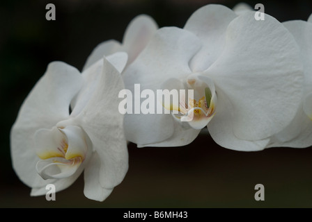 One of the popular flower at Indonesia and become one of Indonesian National Flower Stock Photo